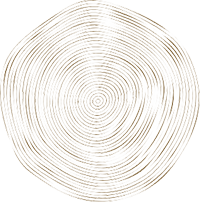 baumstumpf-illu Querschnitt Jahresringe Baumstamm