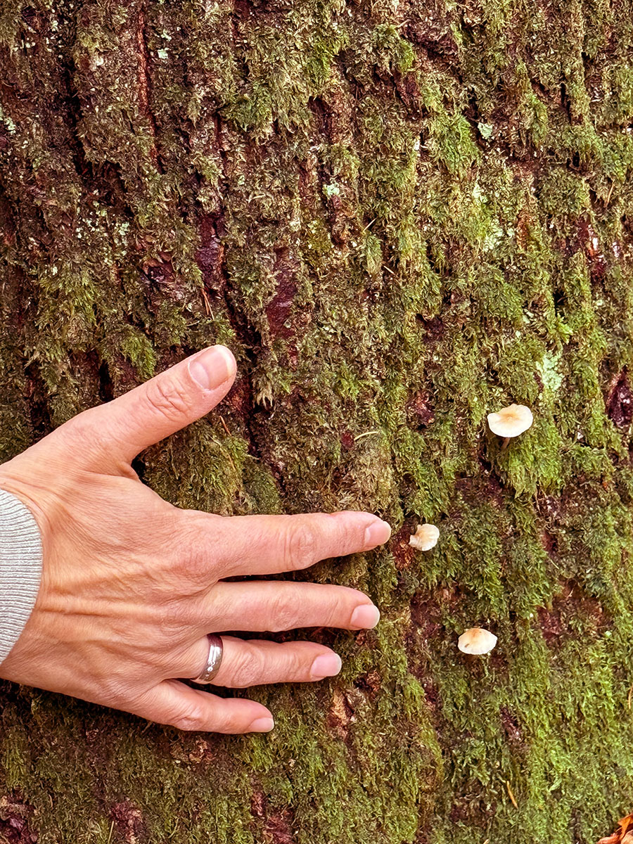 hand-anbaum Bettina Schwerdtner legt liebevoll eine Hand auf die Rinde eines Baumes