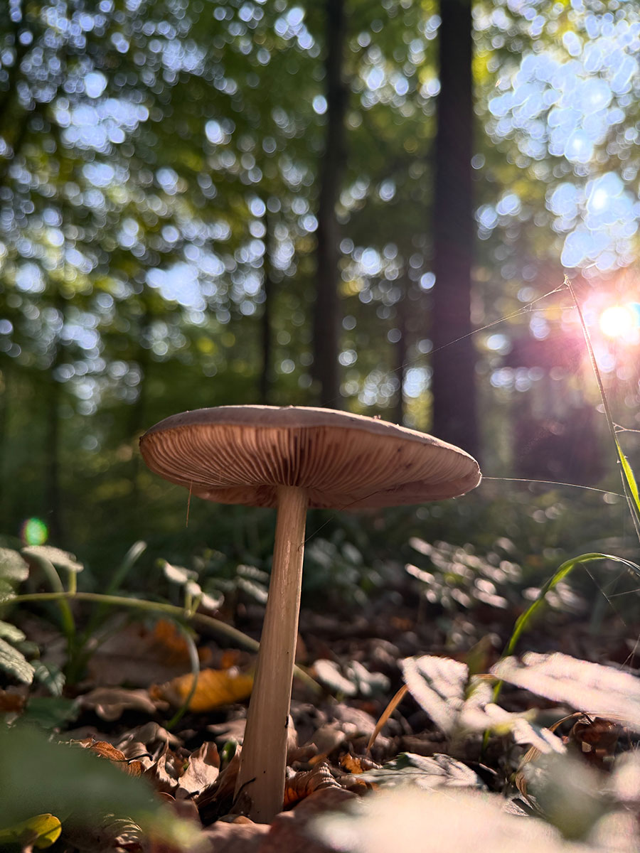 pilz Pilz im Wald Adenbüttel